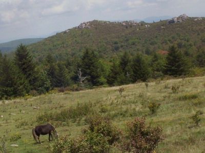 Virginia Highlands
Pony near Massie Gap,
9-09
