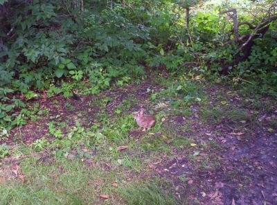 Rabbit in Meadow at Big Stamp
Rabbitt number 3...stalking me
July 2009

