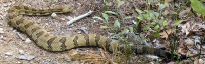 Rattlesnake
Found on Buffalo Mountain,
photo courtesy of Mike Knowles 
