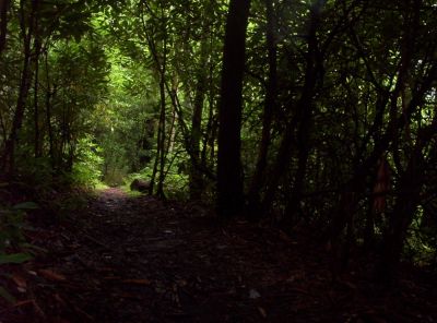 'Rhodo-Tunnel'
The Trail forms a tunnel through the mountain laurel on Snowbird Mountain,
August 2009
