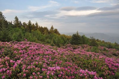 Catawba Rhododendron
The gardens on Roan Mountain.
Photo courtesy of Carlie Warden,
6-14-2011
