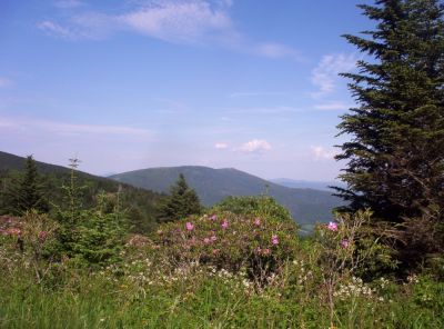 Roan Mountain
View of Hump Mountain in distance
