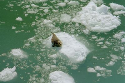 Seal on Ice
In Alaska
photo by Wendy Williams
