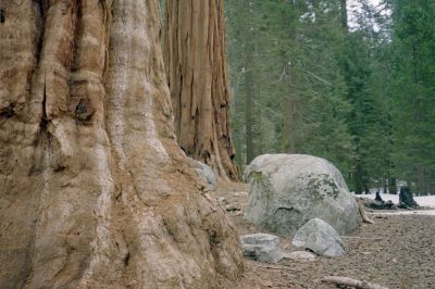 Sequoias
Giant Redwood Tree
