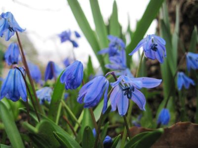Siberian Bluebells
March 2010
