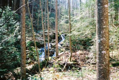 'Side-Winder Cascades'
on the South Fork of Sill Branch near 'Snake-Head Rocks'
