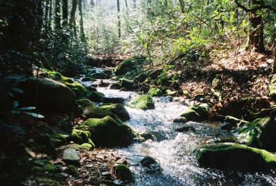 Mossy Picnic Place Along Sill Branch
