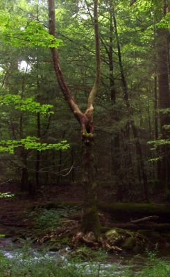Spooky Tree
beside the creek In the Sampson Wilderness,
August 2009
