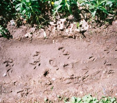Animal Traks in the Mud
'...this bird's fer you', May 2009
