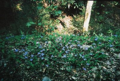 Wild Iris
Blooming next to 'Longarm Creek' in the Sampson Wilderness, May 2009

