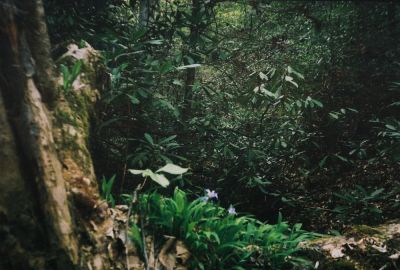 Wild Iris
...on Cherokee Mountain, April 2009
