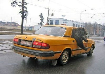 Yellow Blazin'
very tenacious bear
