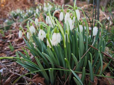 Snowdrops
March, 2010
