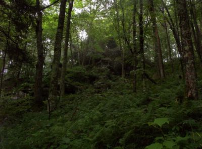 Bluff on Unaka Mountain
Near Iron Mountain Gap,
August 2009
