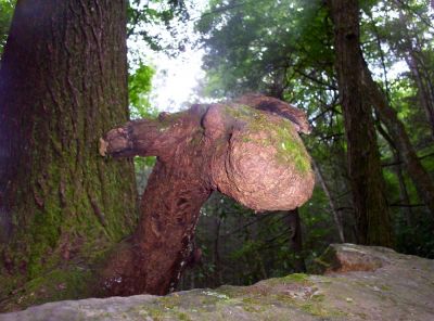 Moose Head Root
Near 'Blue Hole' Falls.
