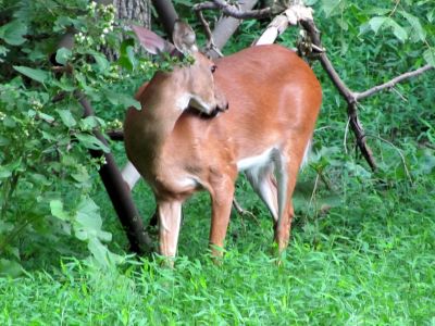Deer
Photo by RAT 
in his backyard 
7-27-2010
