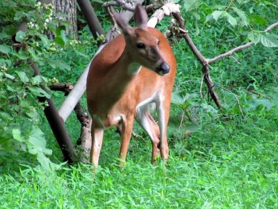 Deer
Photo by RAT 
...in his backyard
 7-27-2010
