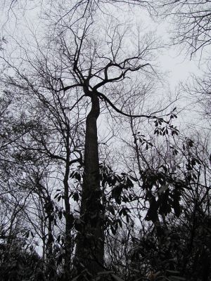Ents
Taken by RAT along Rock Creek.
