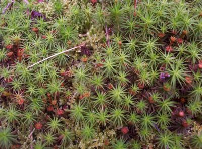 Exotic Moss
On High Rocks
July 2009
