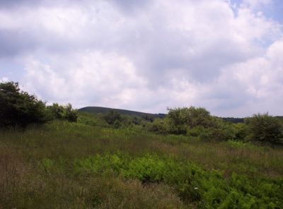 Ferns in Meadow
Big Stamp, Big Bald in Distance,
July 2009

