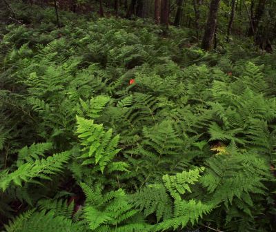 Ferns on Unaka Mountain
Near Iron Mountain Gap,
August 2009
