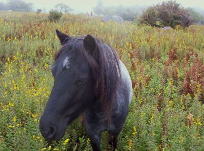 Friendly Pony
Near Scales...
September, 2009
