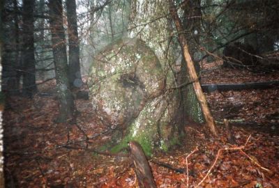 Funky Tree
On Flattop mountain,
spring 2009
