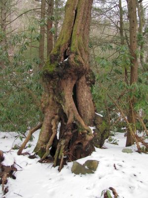 Gnarley Tree
Rock Creek
