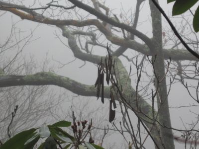 Tree in Fog
On the left 'Buckeye' Ridge,
2-24-2010
