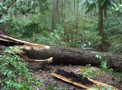 Blowdown
...across the trail in Jones Branch,
December 2009
