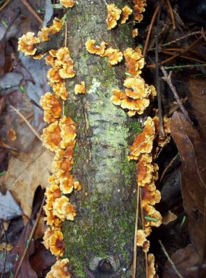 orange tree fungus
12-09
