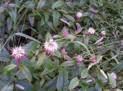 Bee Balm
--Pink and White Variety
