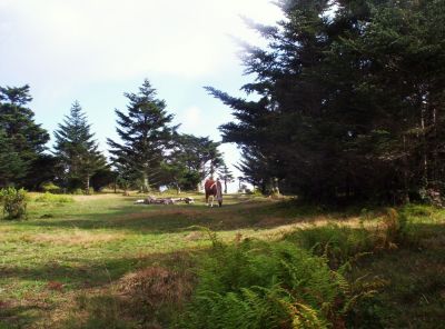 Wild Ponies
On Mount Rogers,
9-09
