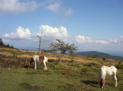 Wild Ponies
on Mount Rogers,
September 2009
