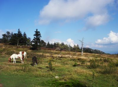 Wild Ponies
on Mount Rogers,
9-09
