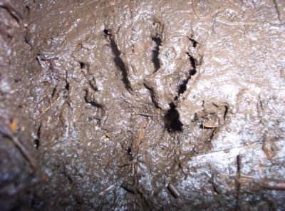 Tracks in Mud
Fresh raccoon tracks  in mud on A. T.
Near Spivey Gap
July 2009
