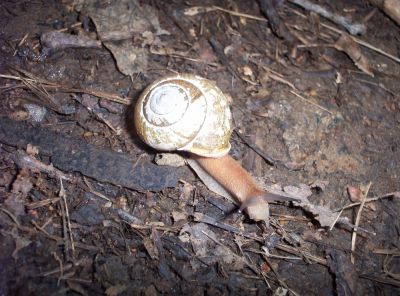 Snail
near Whistling Gap
July 2009
