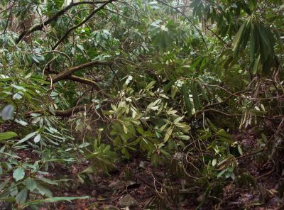 Storm Damage
on Appalachian Trail,
12-09
