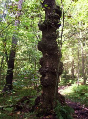 Gnarly Tree
Near Whitetop Mountain,
9--09
