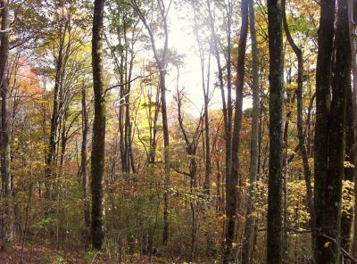 Trees near Street Gap
Autumn colors

