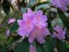 0228,_Rhododendron_blossoms,_Laurel_Fork,_5-5-15.jpg