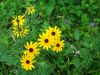 10031,_sunflowers_in_meadow,_7-11.jpg
