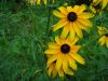 10032,_sunflowers_in_meadow,_7-11.jpg