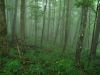 10089,_foggy_forest_scene,_Hogback_Ridge_Trail,_7-11.jpg