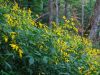 10170,_sunflowers_along_trail,_Spivey_Gap_Trail,_7-11.jpg