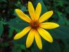10186,_sunflower,_Spivey_Gap_Trail,_7-11.jpg