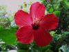10368,_red_hibiscus,_8-11.jpg