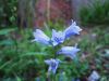 1205,_blue_flowers,_May_2010.jpg