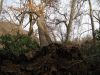 1250,_large_tree,_uprooted,_Middle_Spring_Ridge_Trail,_12-3-2011.jpg