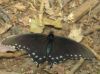 1542,_black_and_blue_moth,_5-2010.jpg